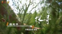 野花视频国产无限